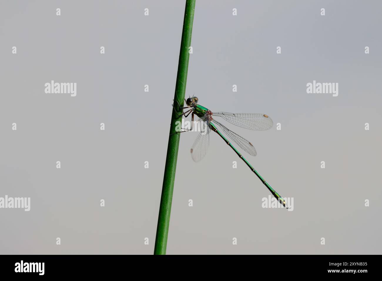 Smaragddamselfly Lestes sponsa, oder Spreadwing Weibchen, die auf metallisch grünen, körperbraunen Augen und Flügelflecken in Ruhe mit teilweise offenen Flügeln thront Stockfoto