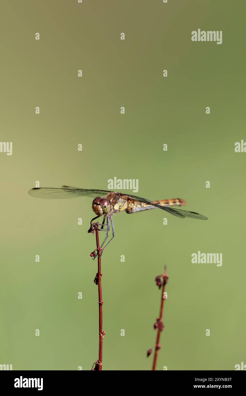 Häufig Darter Sympetrum striolatum, weibliche Frau gelblich hellgoldbraun, braune Augen und Beine oben auf dem Thorax braune Flügelflecken gelb bis rötlich braun Stockfoto