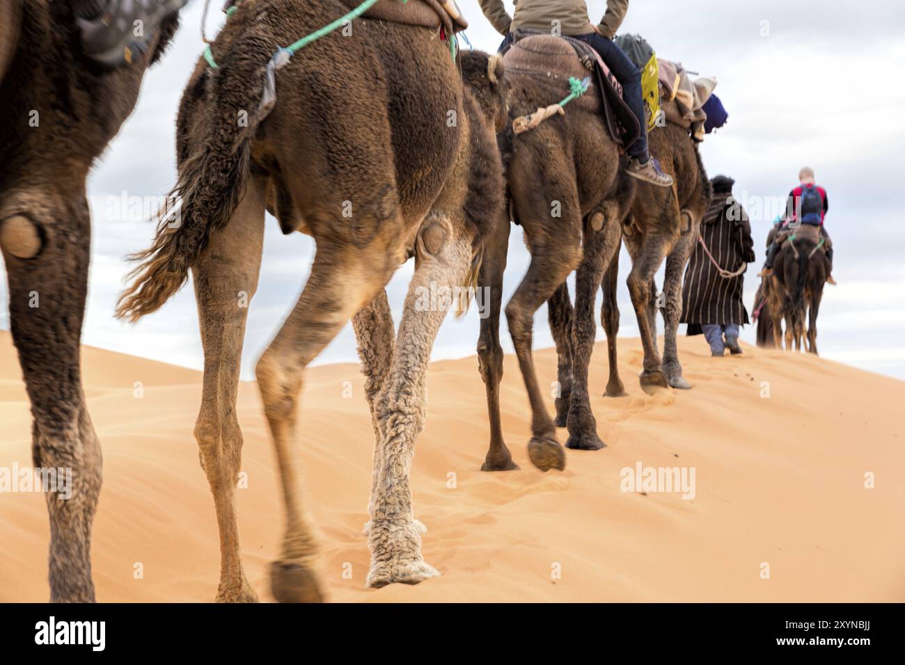 Touristen in der Erg Chebbi Wüste, Marokko, Afrika Stockfoto