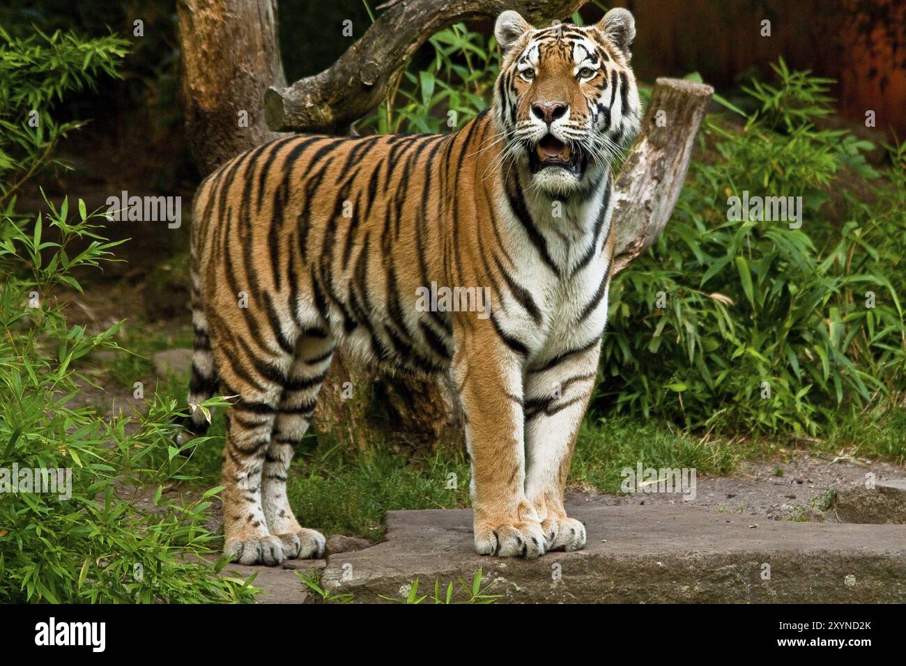 Sibirische Tiger, Amurtiger, die größten und stärksten Großkatzen der Welt, Lebensraum von Ostrussland, Nordkorea und China Stockfoto