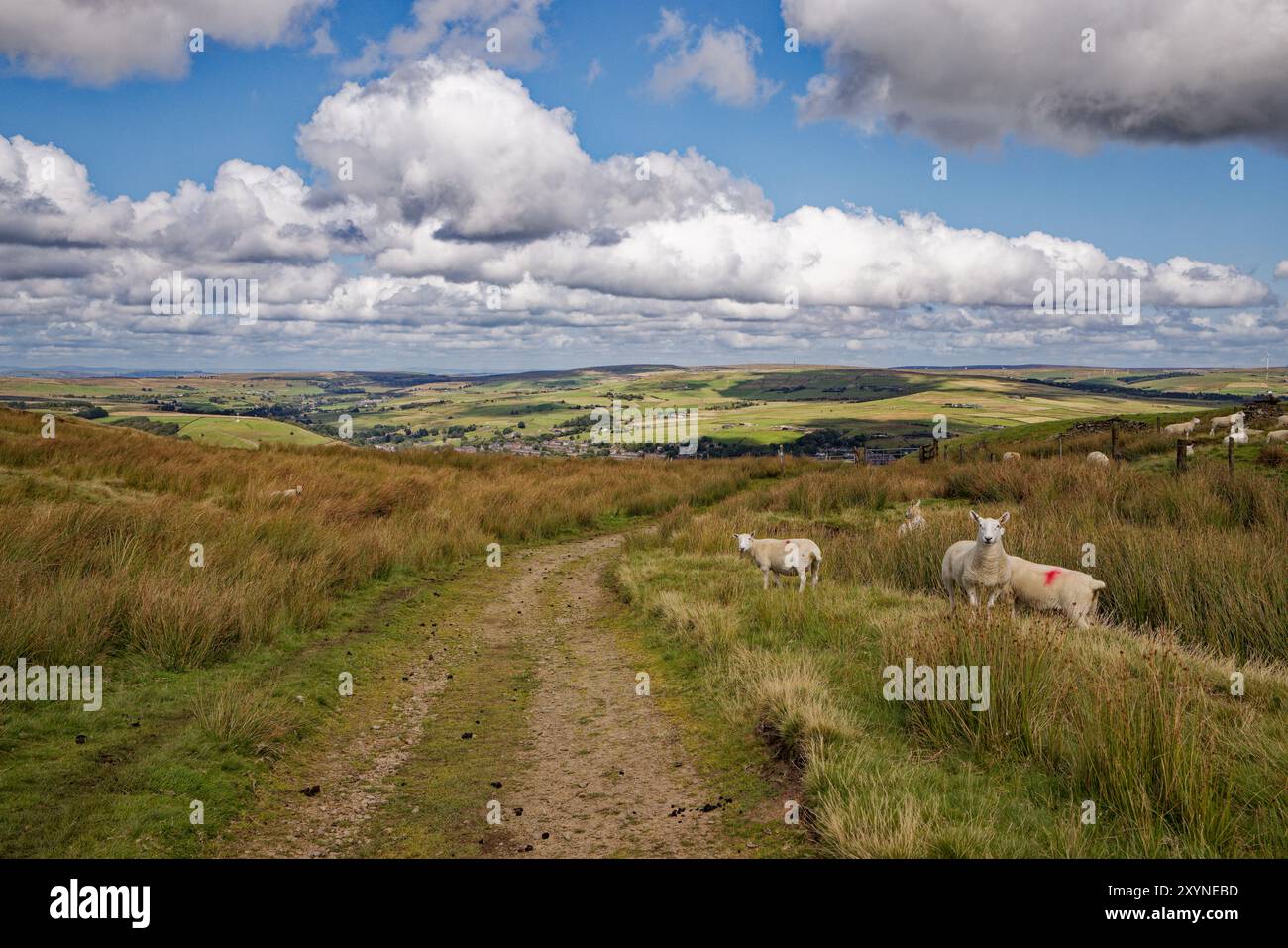 Schafe grasen auf der Sommerweide in den West Pennines Stockfoto