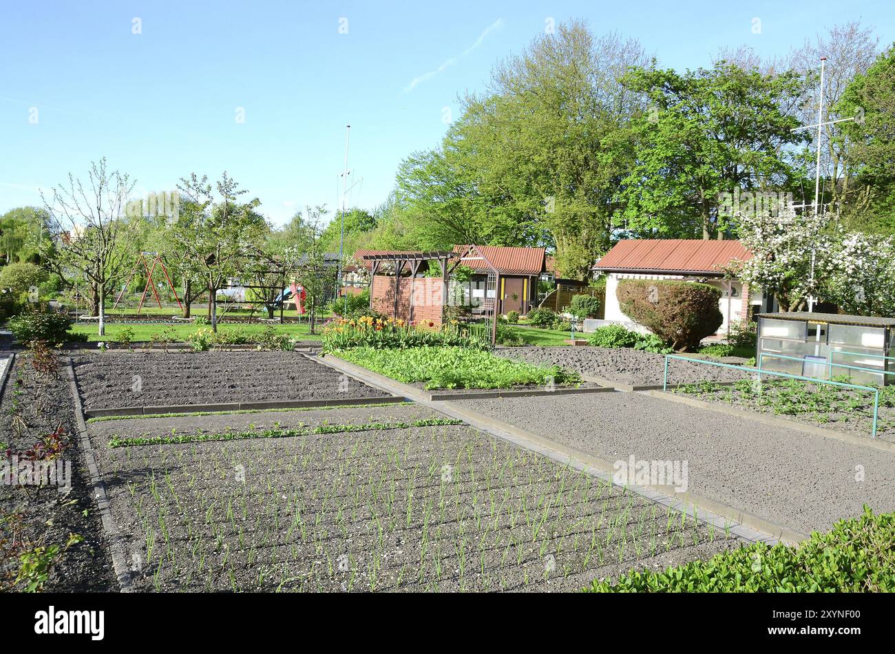 Kleingarten mit jungen Gemüseflecken Stockfoto