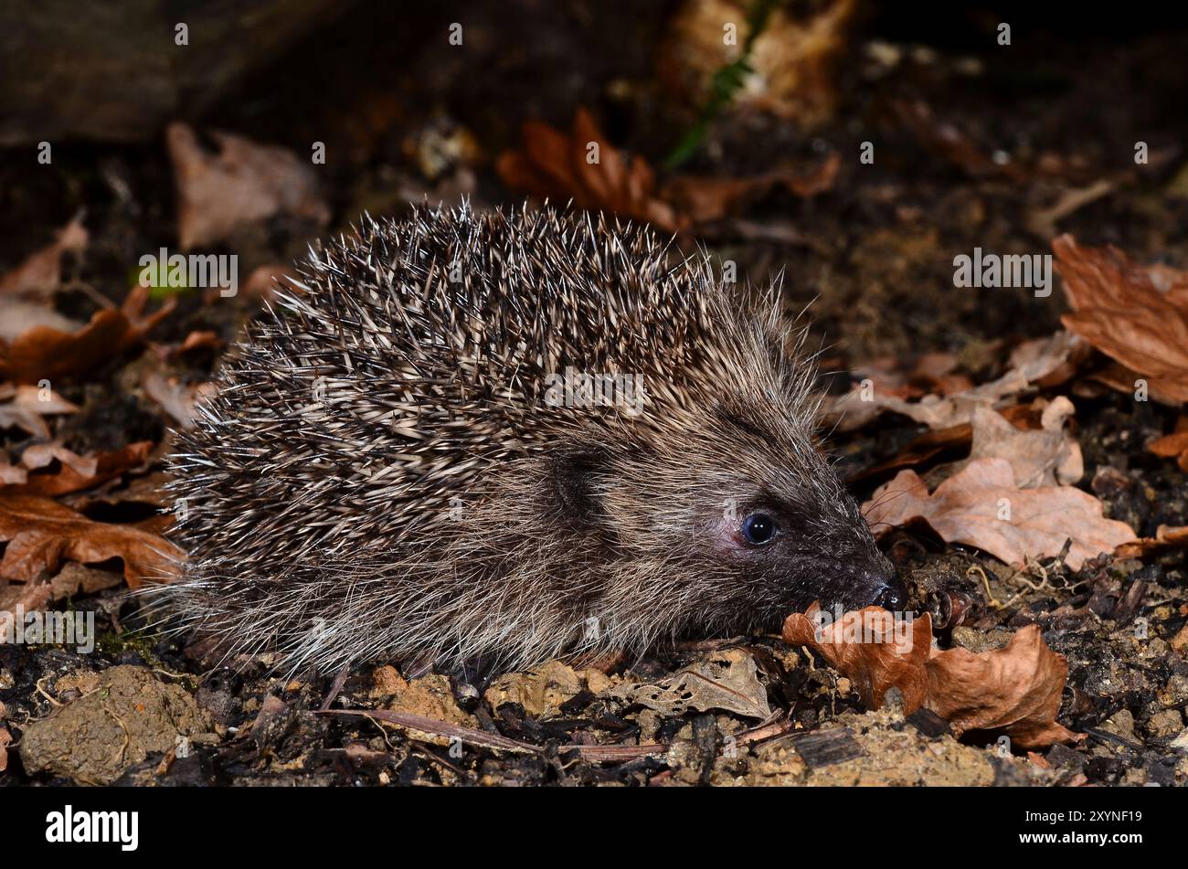 Erwachsener Igel, der nachts im Herbst auf Nahrungssuche ist Stockfoto