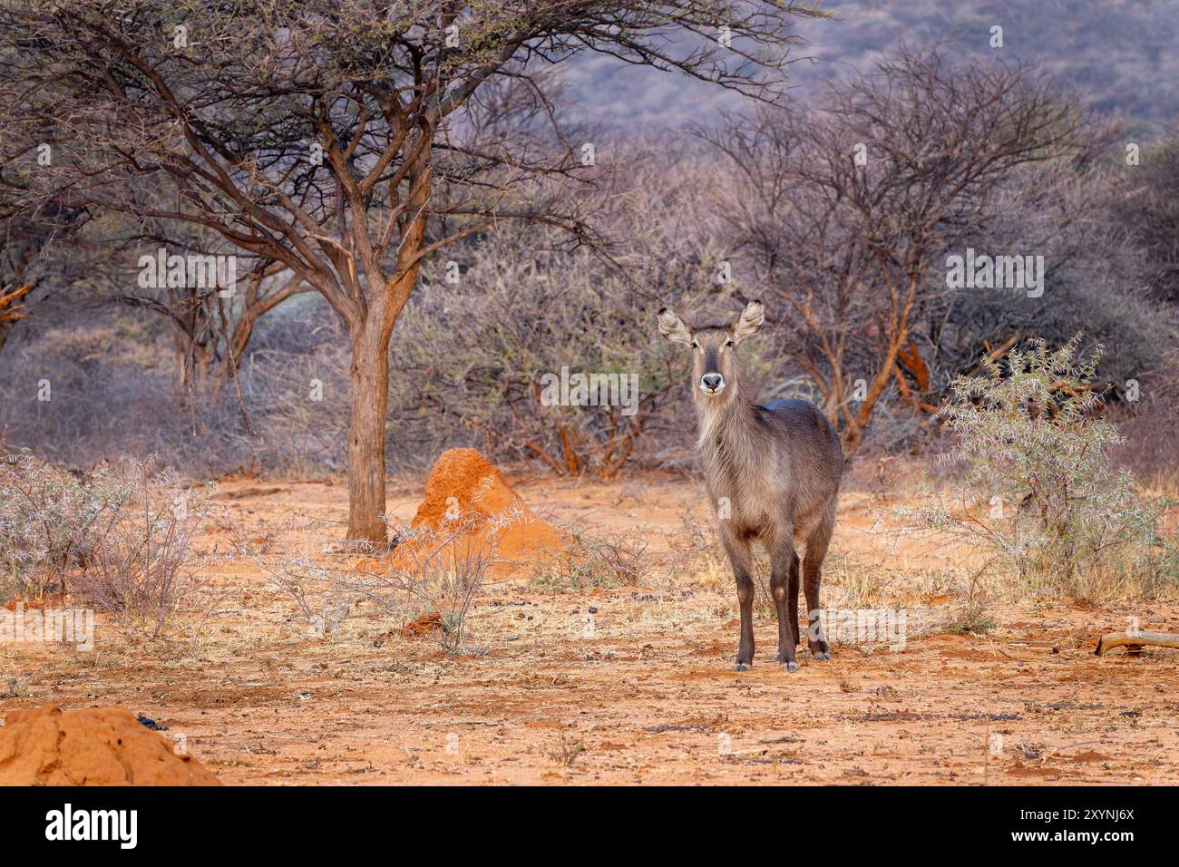 Foto einer weiblichen Wasserbock-Antilope in der Savanne, Safari und Pirschfahrt in Namibia, Afrika Stockfoto