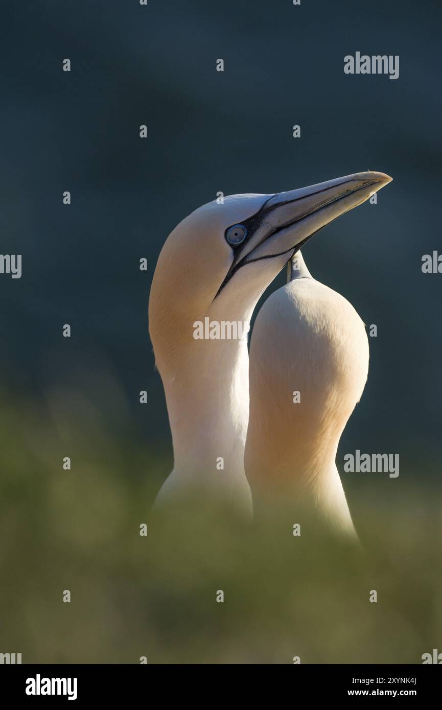 Zwei Tölpel führen ein Paarungsritual auf Helgoland durch Stockfoto