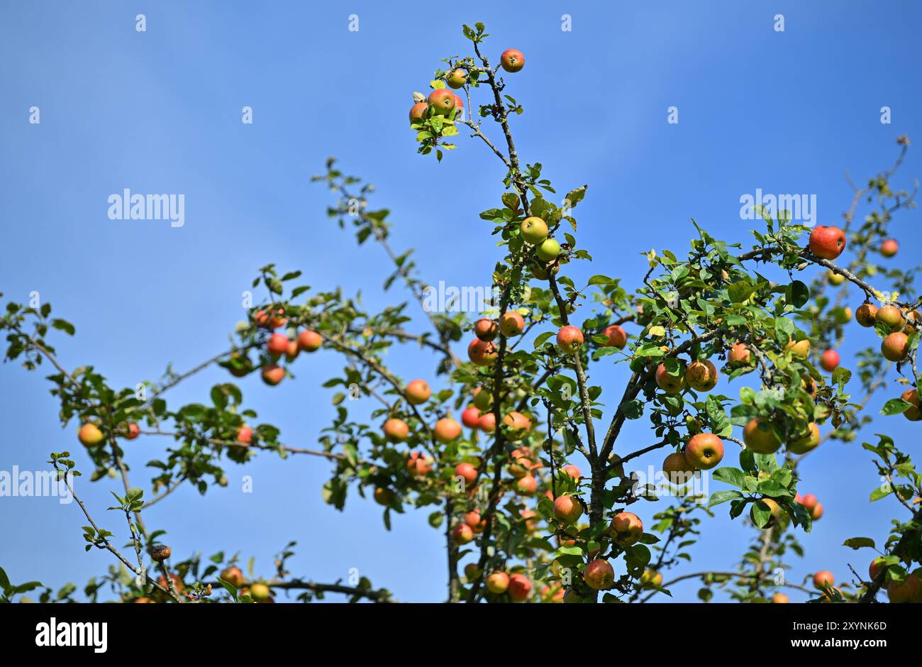 30. August 2024, Baden-Württemberg, Weinstadt: Äpfel hängen an Apfelbäumen in einem Obstgarten. Viele Landwirte beklagen sich über eine schlechte Apfelernte in diesem Jahr. Nach den jüngsten heißen Temperaturen drohen nun Gewitter und Duschen. Foto: Jan-Philipp Strobel/dpa Stockfoto 30. August 2024, Baden-Württemberg, Weinstadt: Äpfel hängen an Apfelbäumen in einem Obstgarten. Viele Landwirte beklagen sich über eine schlechte Apfelernte in diesem Jahr. Nach den jüngsten heißen Temperaturen drohen nun Gewitter und Duschen. Foto: Jan-Philipp Strobel/dpa Stockfoto
