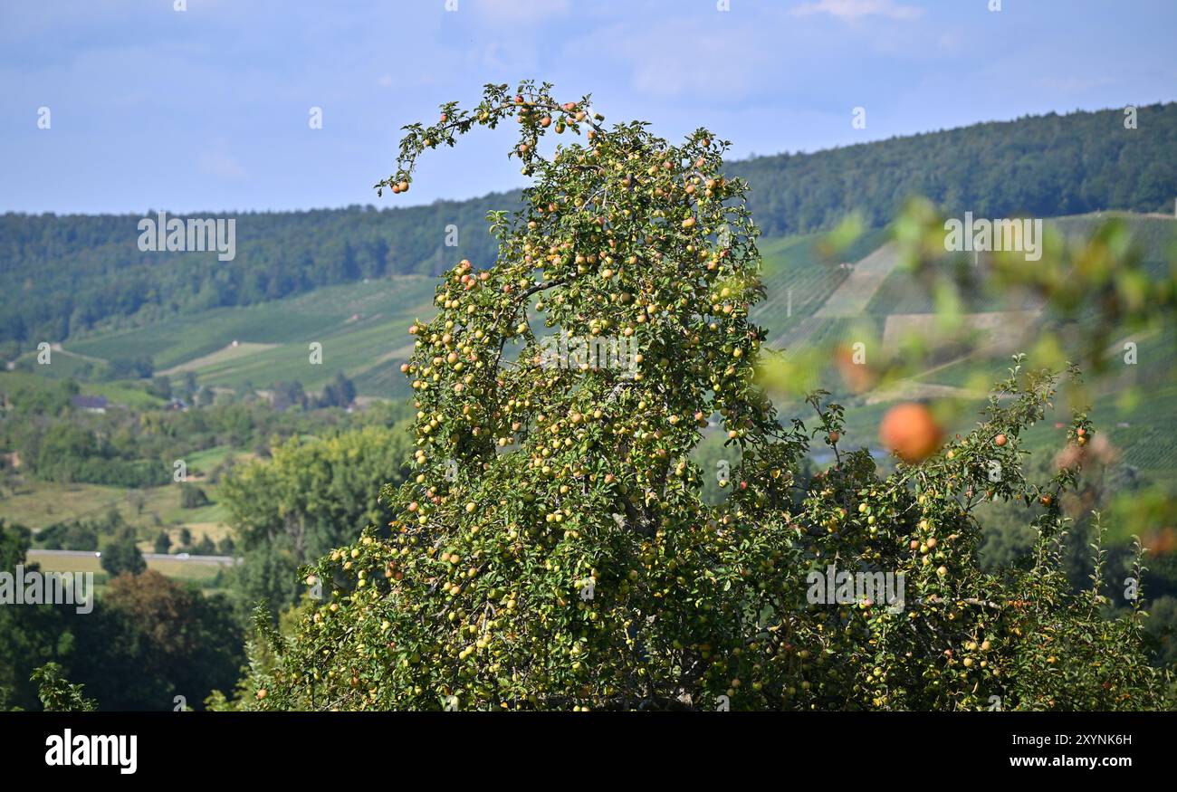 30. August 2024, Baden-Württemberg, Weinstadt: Äpfel hängen an Apfelbäumen in einer Wiese im Remtal, mit Weinbergen im Hintergrund. Viele Landwirte beklagen sich über eine schlechte Apfelernte in diesem Jahr. Nach den jüngsten heißen Temperaturen drohen nun Gewitter und Duschen. Foto: Jan-Philipp Strobel/dpa Stockfoto 30. August 2024, Baden-Württemberg, Weinstadt: Äpfel hängen an Apfelbäumen in einer Wiese im Remtal, mit Weinbergen im Hintergrund. Viele Landwirte beklagen sich über eine schlechte Apfelernte in diesem Jahr. Nach den jüngsten heißen Temperaturen drohen nun Gewitter und Duschen. Foto: Jan-Philipp Strobel/dpa Stockfoto