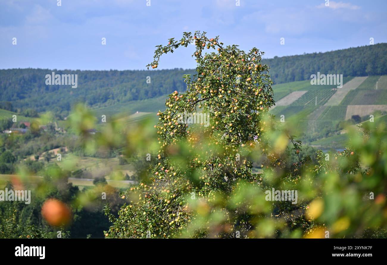 30. August 2024, Baden-Württemberg, Weinstadt: Äpfel hängen an Apfelbäumen in einer Wiese im Remtal, mit Weinbergen im Hintergrund. Viele Landwirte beklagen sich über eine schlechte Apfelernte in diesem Jahr. Nach den jüngsten heißen Temperaturen drohen nun Gewitter und Duschen. Foto: Jan-Philipp Strobel/dpa Stockfoto 30. August 2024, Baden-Württemberg, Weinstadt: Äpfel hängen an Apfelbäumen in einer Wiese im Remtal, mit Weinbergen im Hintergrund. Viele Landwirte beklagen sich über eine schlechte Apfelernte in diesem Jahr. Nach den jüngsten heißen Temperaturen drohen nun Gewitter und Duschen. Foto: Jan-Philipp Strobel/dpa Stockfoto