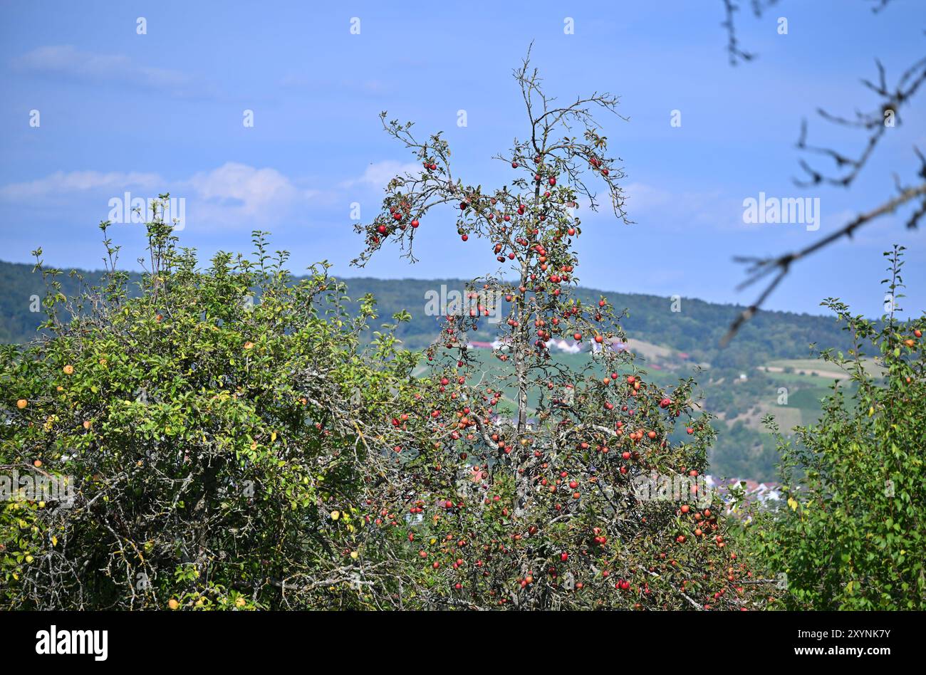 30. August 2024, Baden-Württemberg, Weinstadt: Äpfel hängen an Apfelbäumen in einer Wiese im Remtal, mit Weinbergen im Hintergrund. Viele Landwirte beklagen sich über eine schlechte Apfelernte in diesem Jahr. Nach den jüngsten heißen Temperaturen drohen nun Gewitter und Duschen. Foto: Jan-Philipp Strobel/dpa Stockfoto 30. August 2024, Baden-Württemberg, Weinstadt: Äpfel hängen an Apfelbäumen in einer Wiese im Remtal, mit Weinbergen im Hintergrund. Viele Landwirte beklagen sich über eine schlechte Apfelernte in diesem Jahr. Nach den jüngsten heißen Temperaturen drohen nun Gewitter und Duschen. Foto: Jan-Philipp Strobel/dpa Stockfoto