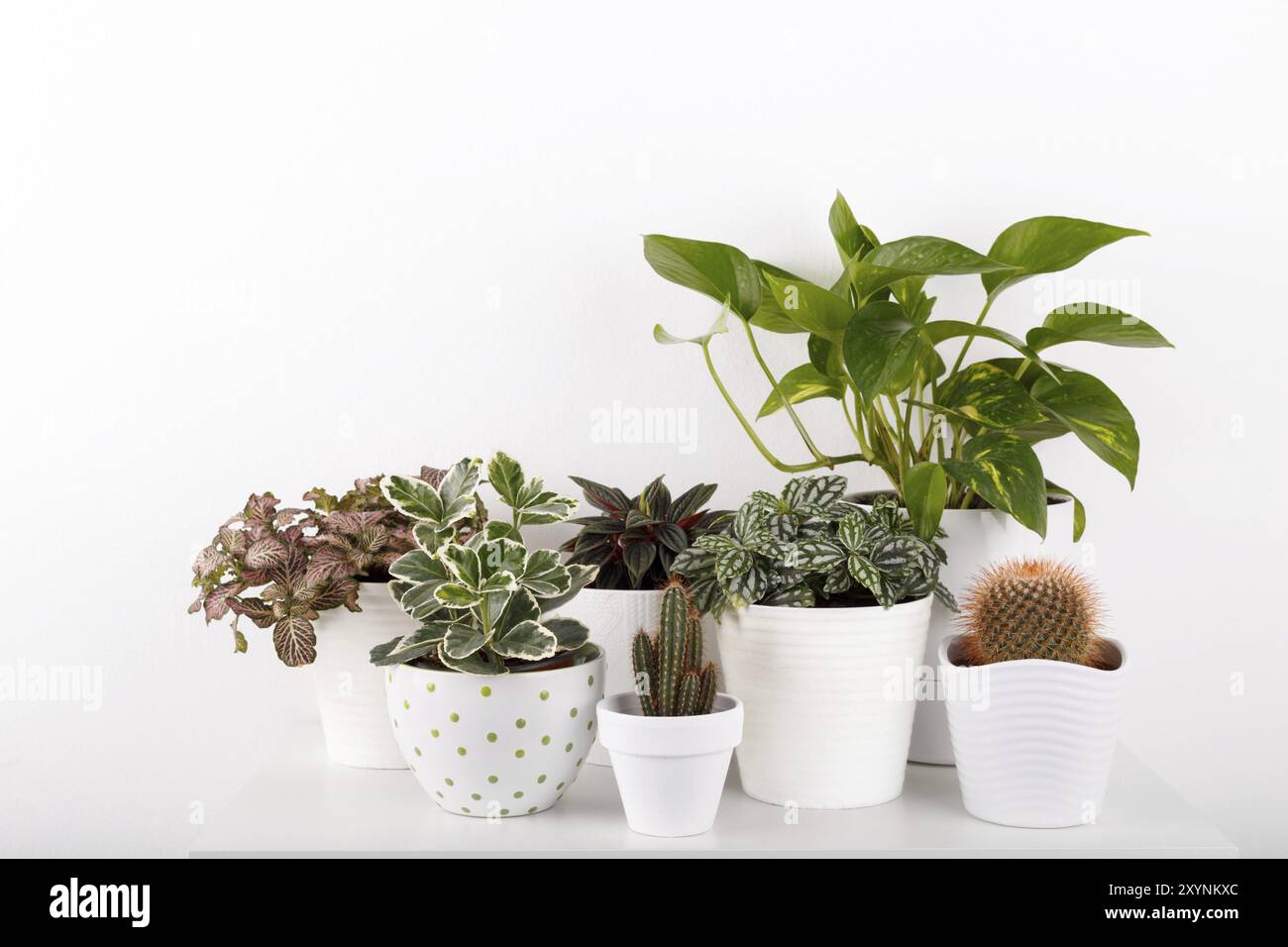Zimmerpflanzen peperomia fittonia Golden Pothos Kaktus in weißes modernes Blumentöpfe Stockfoto