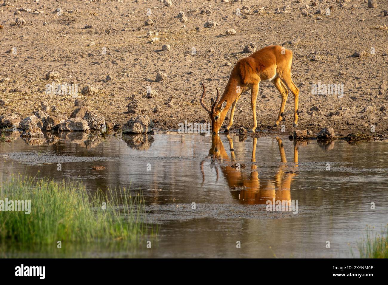 Nahaufnahme eines männlichen Impalas, der an einem Wasserloch trinkt, Wasserreflexionen, Wildtiersafari und Pirschfahrt in Namibia, Afrika Stockfoto