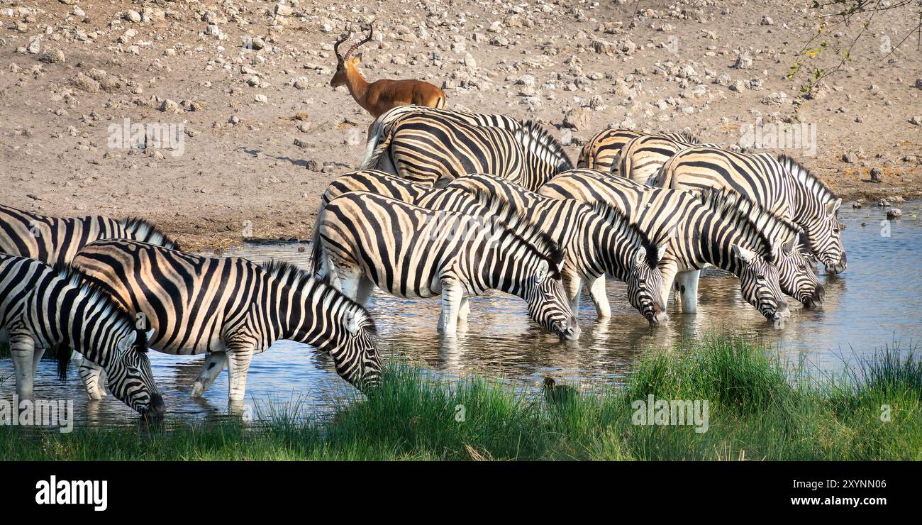 Panoramafoto einer Reihe von Bergrezebras, die an einem Wasserloch trinken, Wildtiersafari und Pirschfahrt in Namibia, Afrika Stockfoto