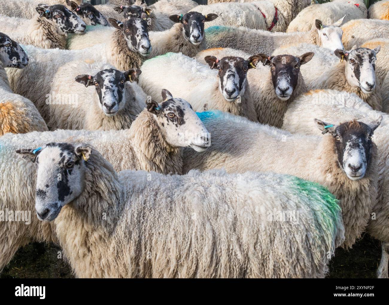 Eine Herde, die viele markierte Schafherde, die neugierig aussah, nachdem sie die Kamera aus der Nähe beobachtete Stockfoto