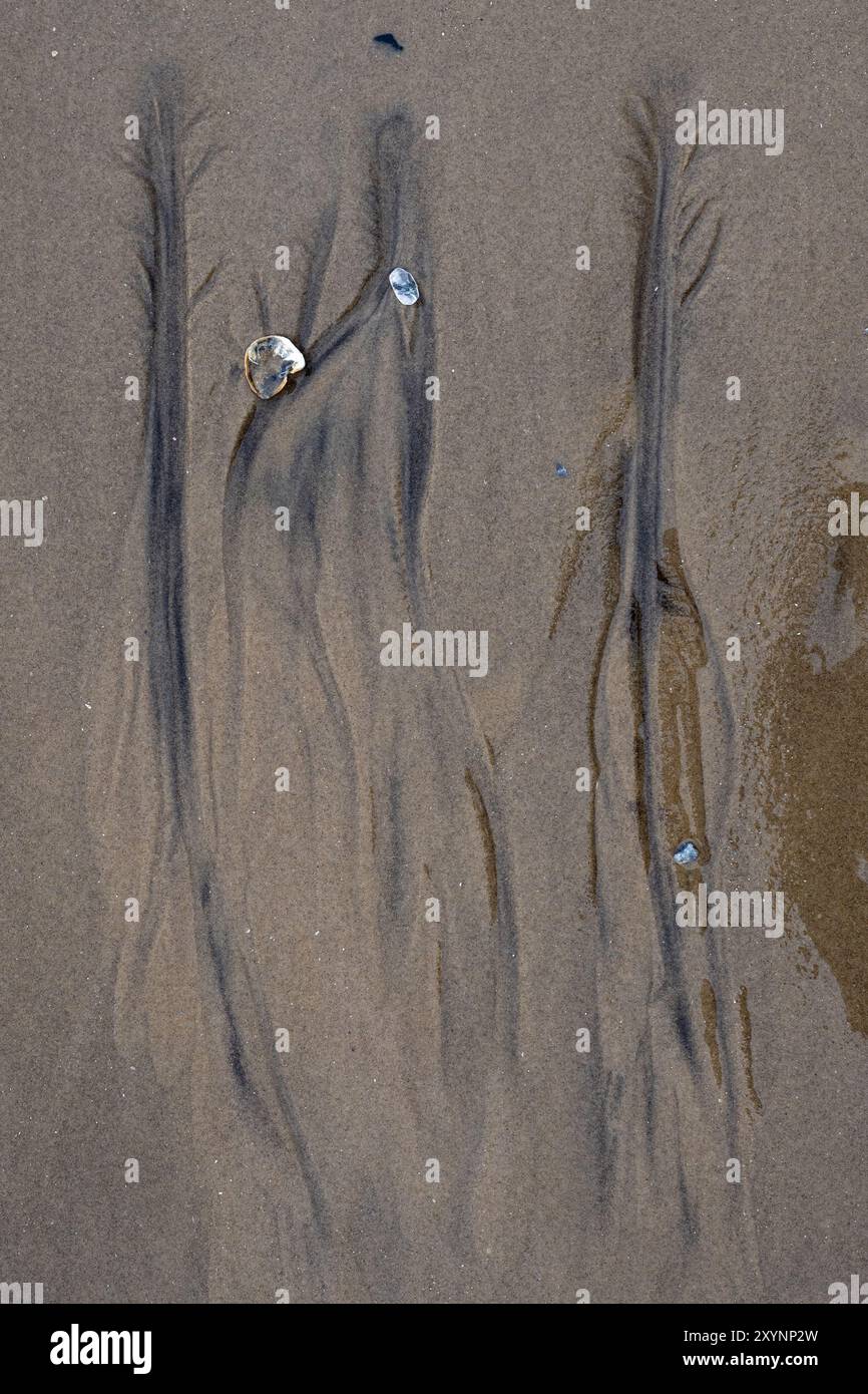 Eine Nahaufnahme von linearen Linienmustermarkierungen im Sand, die bei Ebbe mit Muscheln zurückgezogen werden Stockfoto