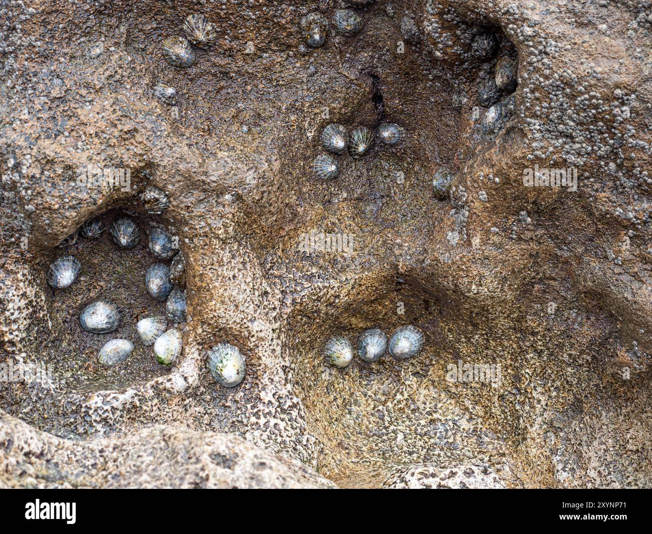 Eine Marine Nahaufnahme Vollrahmen-Muschellimpet Muscheln auf rauer Felsoberfläche bei Küsten-Tiefseewasser-Gezeitenflut Stockfoto
