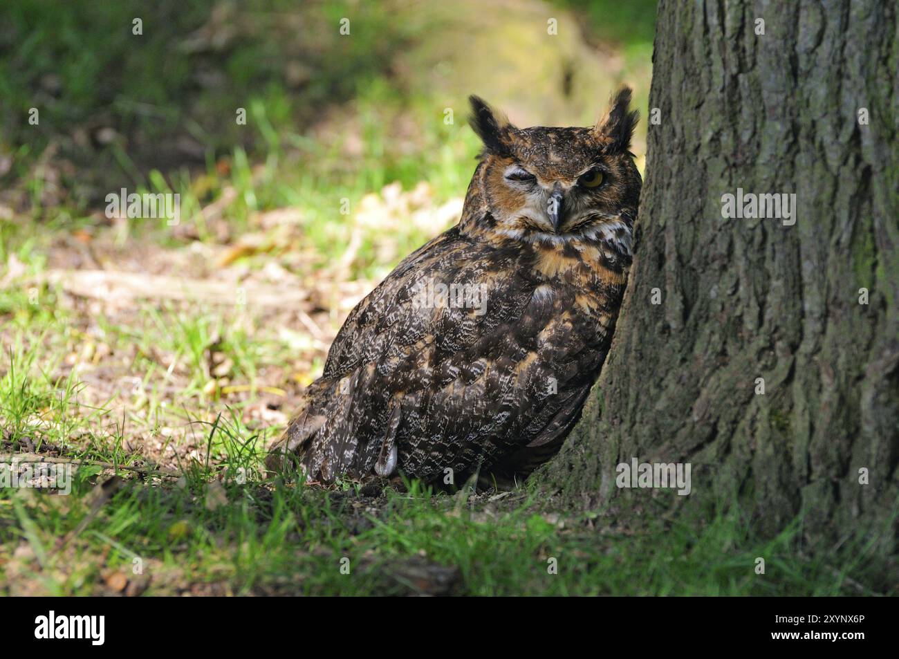 - Virginia Uhu beobachtet seine Umgebung. (Eigengewicht) . Virginia-Eulen beobachten seine Umgebung. (Unverlierbar) Stockfoto