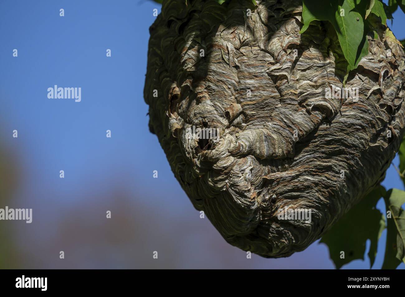 Nest auf einem Baum im Park. Wespenarten sind auch bekannt als Glatzengesicht-yellowjacke, Glatzenwespe, Glatzenhornet, Weißgesicht-Hornet usw. Stockfoto