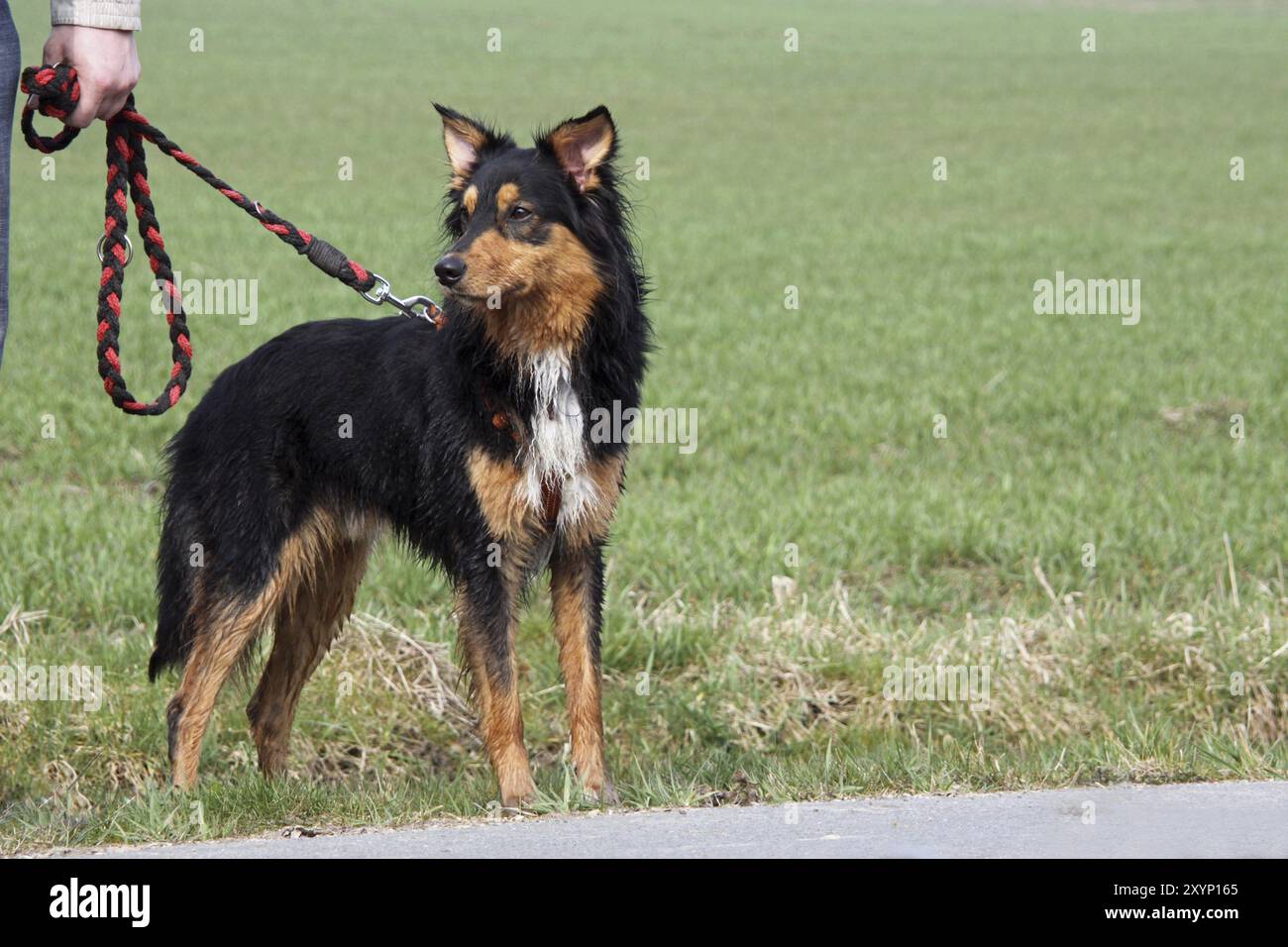 Dreifarbig Elo Stockfoto