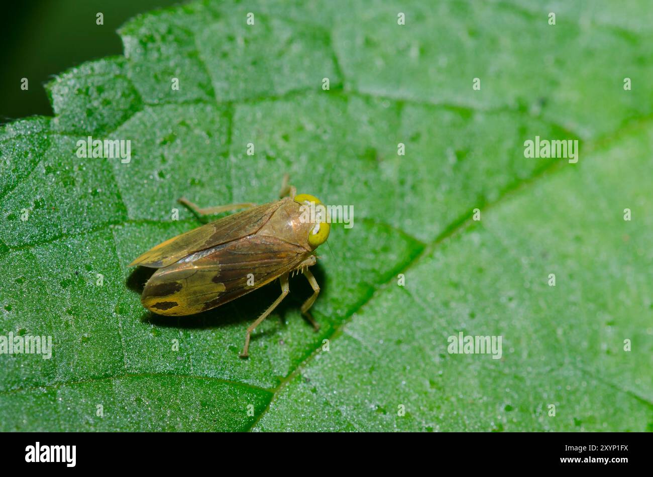 Leafhopper, Jikradia olitoria Stockfoto