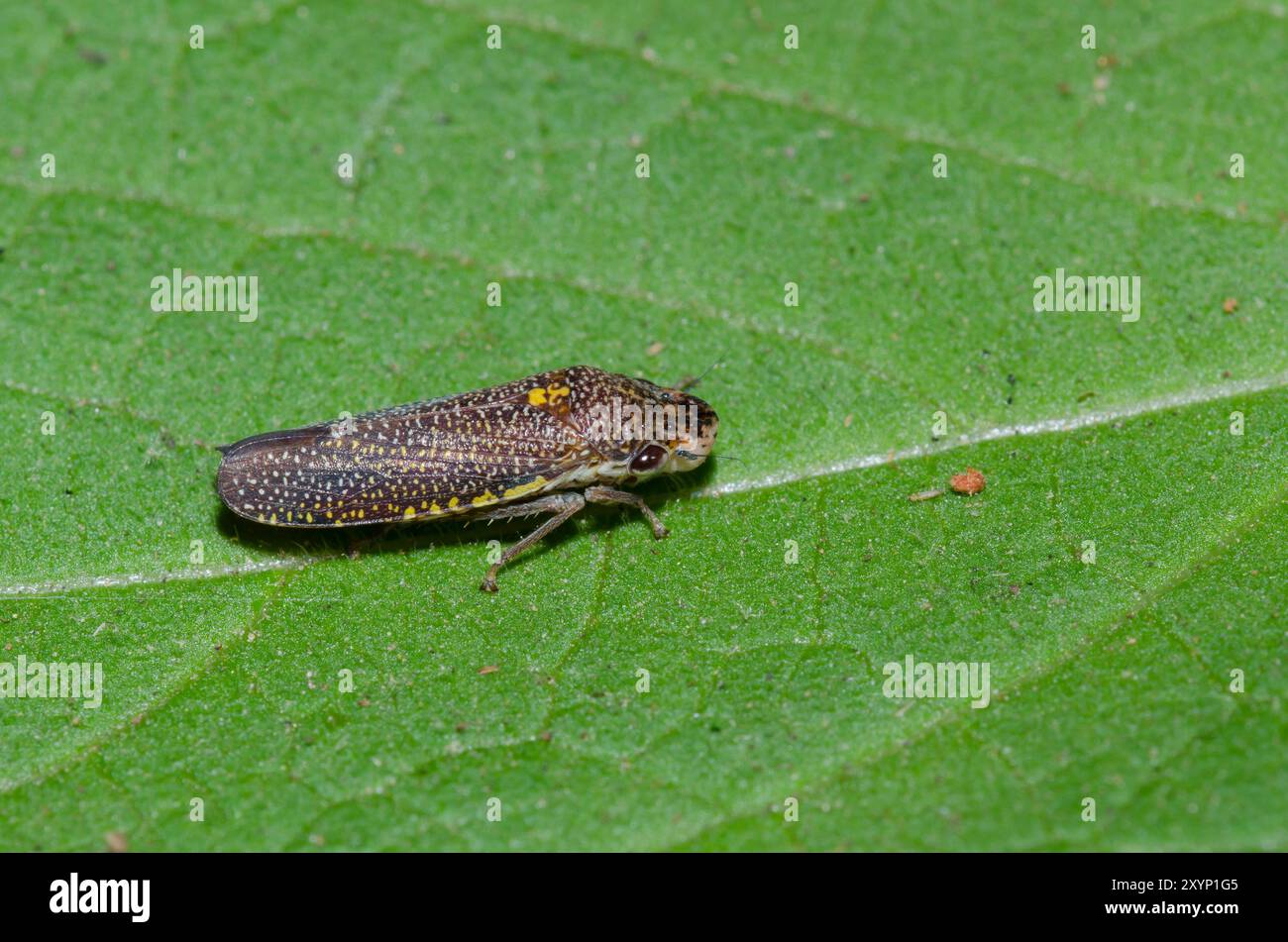 Gesprenkelt Scharfschütze, Paraulacizes irrorata Stockfoto