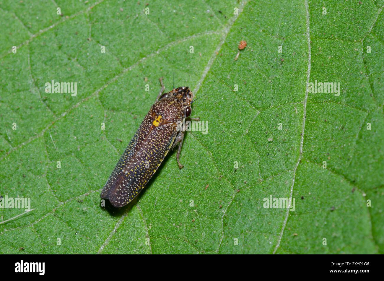 Gesprenkelt Scharfschütze, Paraulacizes irrorata Stockfoto