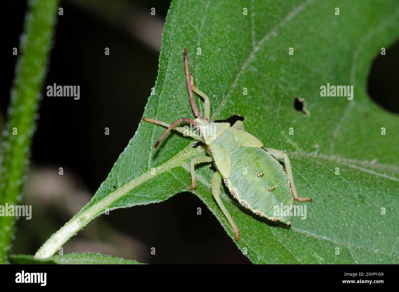 Blattfußfehler, Piezogaster sp., Nymphe Stockfoto