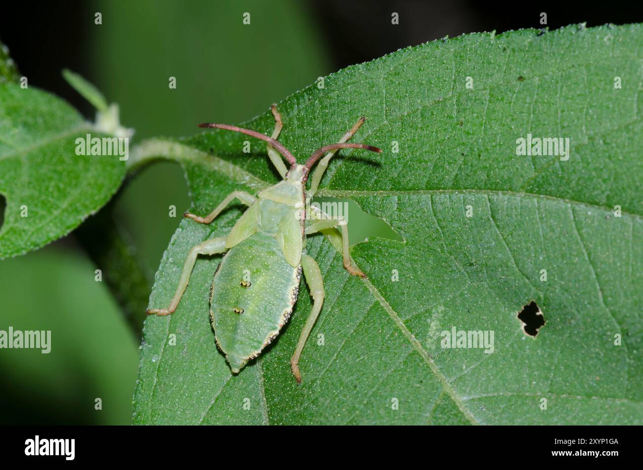 Blattfußfehler, Piezogaster sp., Nymphe Stockfoto