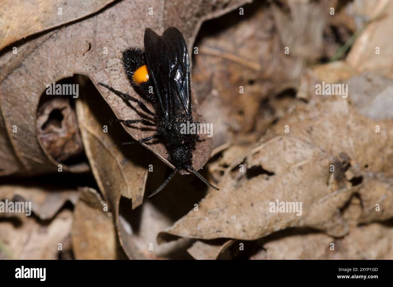 Velvet Ant, Familie Mutilllidae, männlich Stockfoto