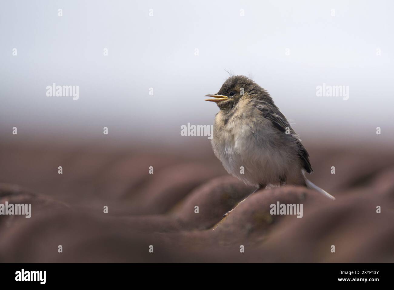 Ein junger weißer Bachstelz sitzt auf einem gekachelten Dach und wartet auf Essen Stockfoto