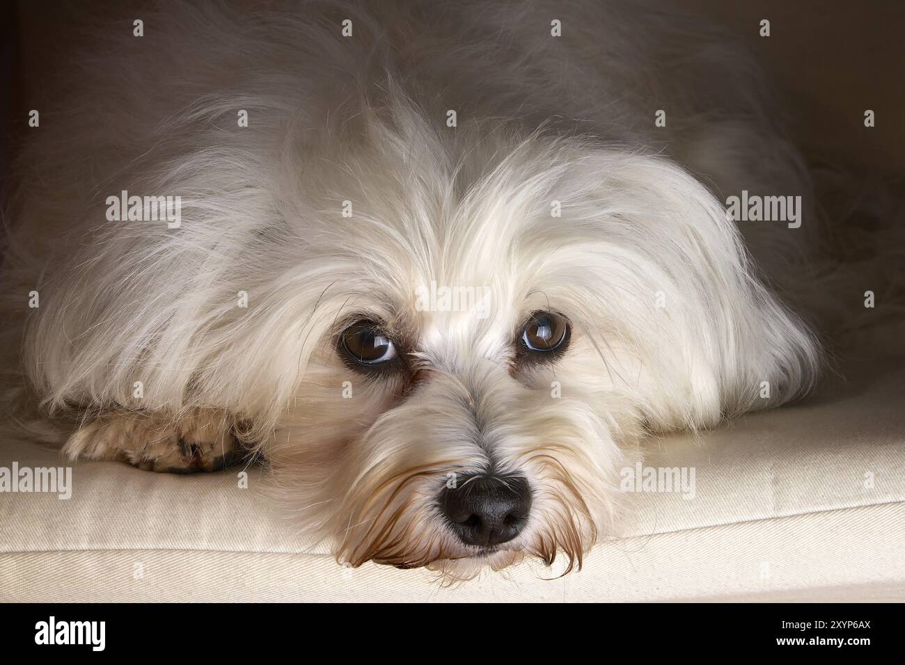 Hundeporträt im Studio, loyaler Hund blickt direkt in die Kamera Stockfoto