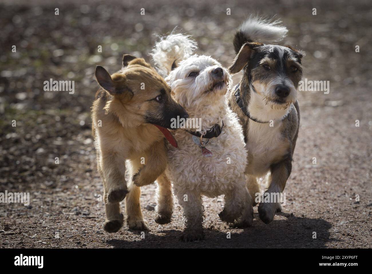 Ein Welpe und zwei ausgewachsene Mischhunde bilden zusammen die drei vierbeinigen Musketiere. Die drei Hunde laufen spielerisch auf einem Weg zusammen Stockfoto