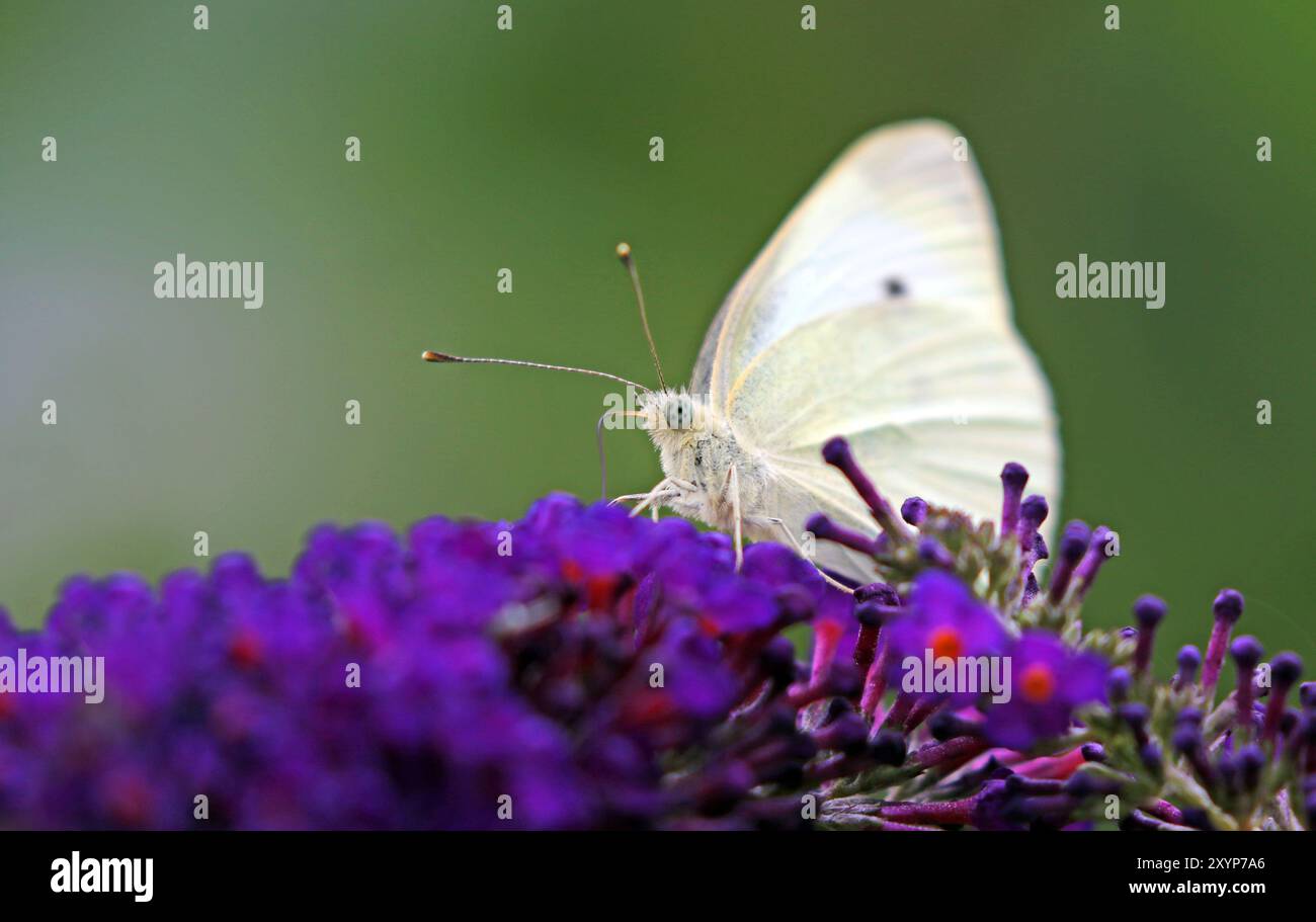 Schmetterling Stockfoto