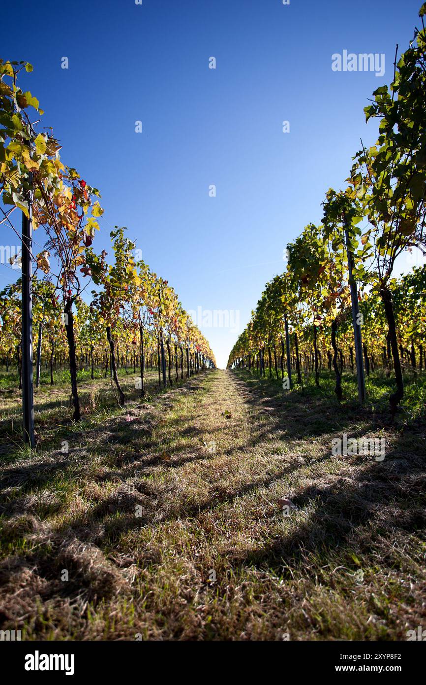 Weinberge an der südlichen Weinstraße im Herbst Stockfoto