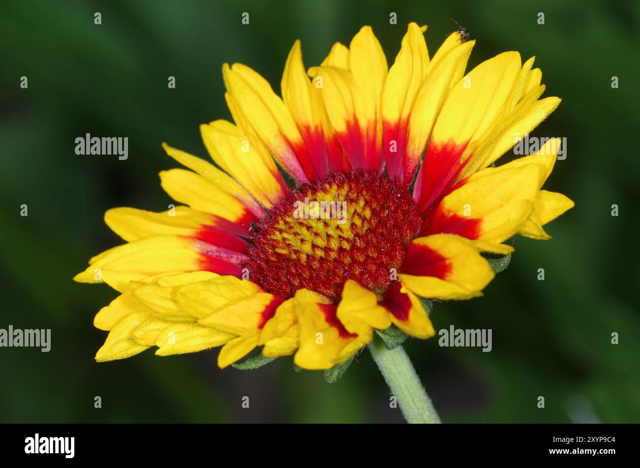 Kakadenblume Stockfoto