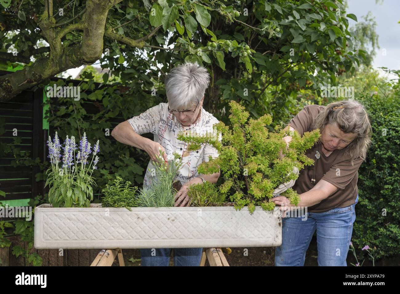 Zwei Frauen pflanzten einen Blumenkasten für den Balkon Stockfoto