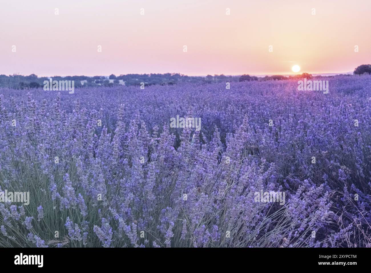 Lavendelblüten auf einem Feld in den Sonnenstrahlen, getöntes Bild Stockfoto