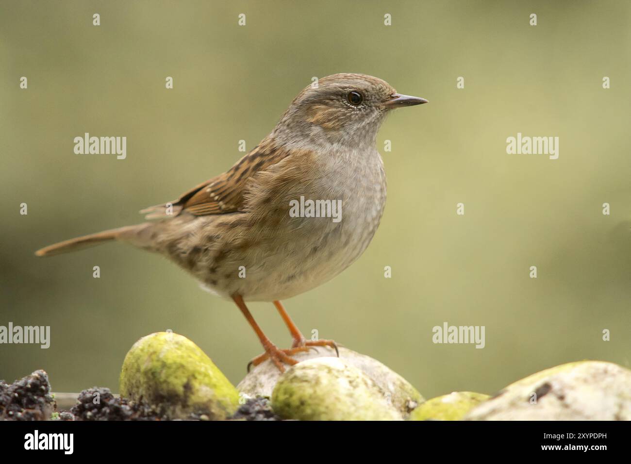 Hecke beobachtet Stockfoto