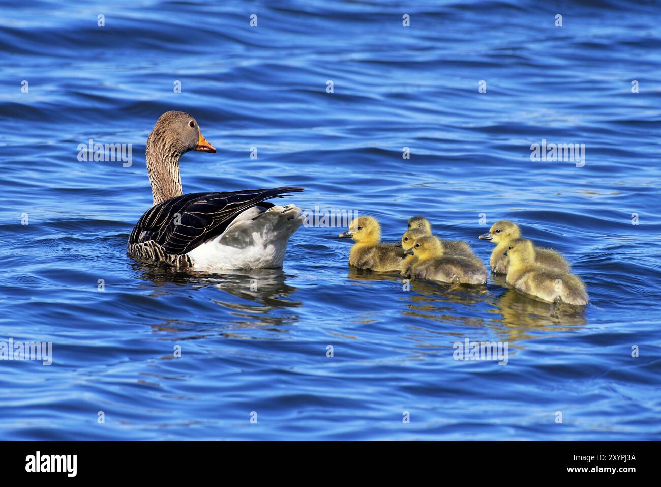 Graugans mit Gänsel Stockfoto