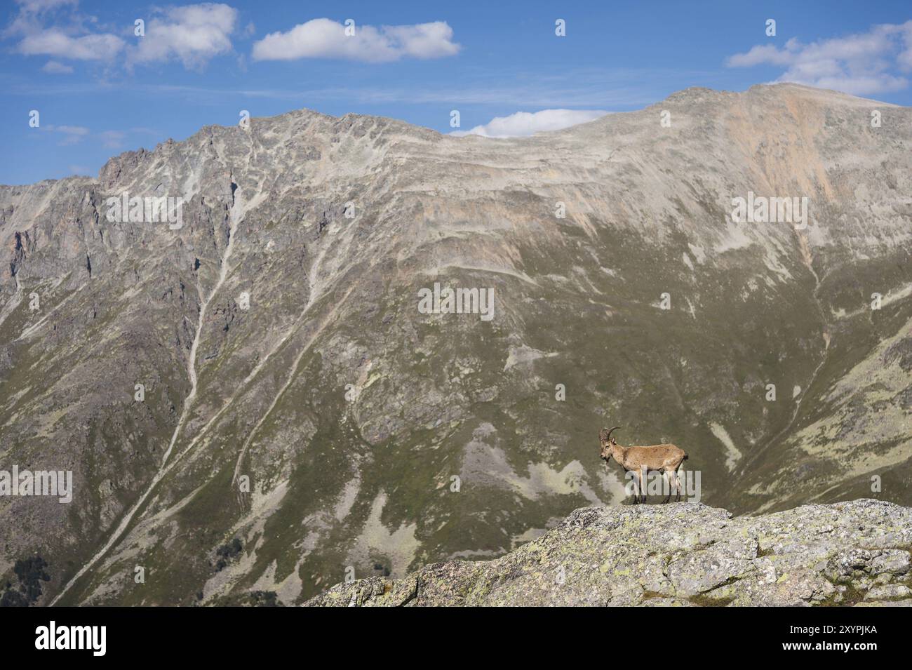 Gehörnte Ziege männlich alpines (Capra Steinbock) auf den hohen Felsen in den Dombay Bergen. Nordkaukasus. Russland Stockfoto