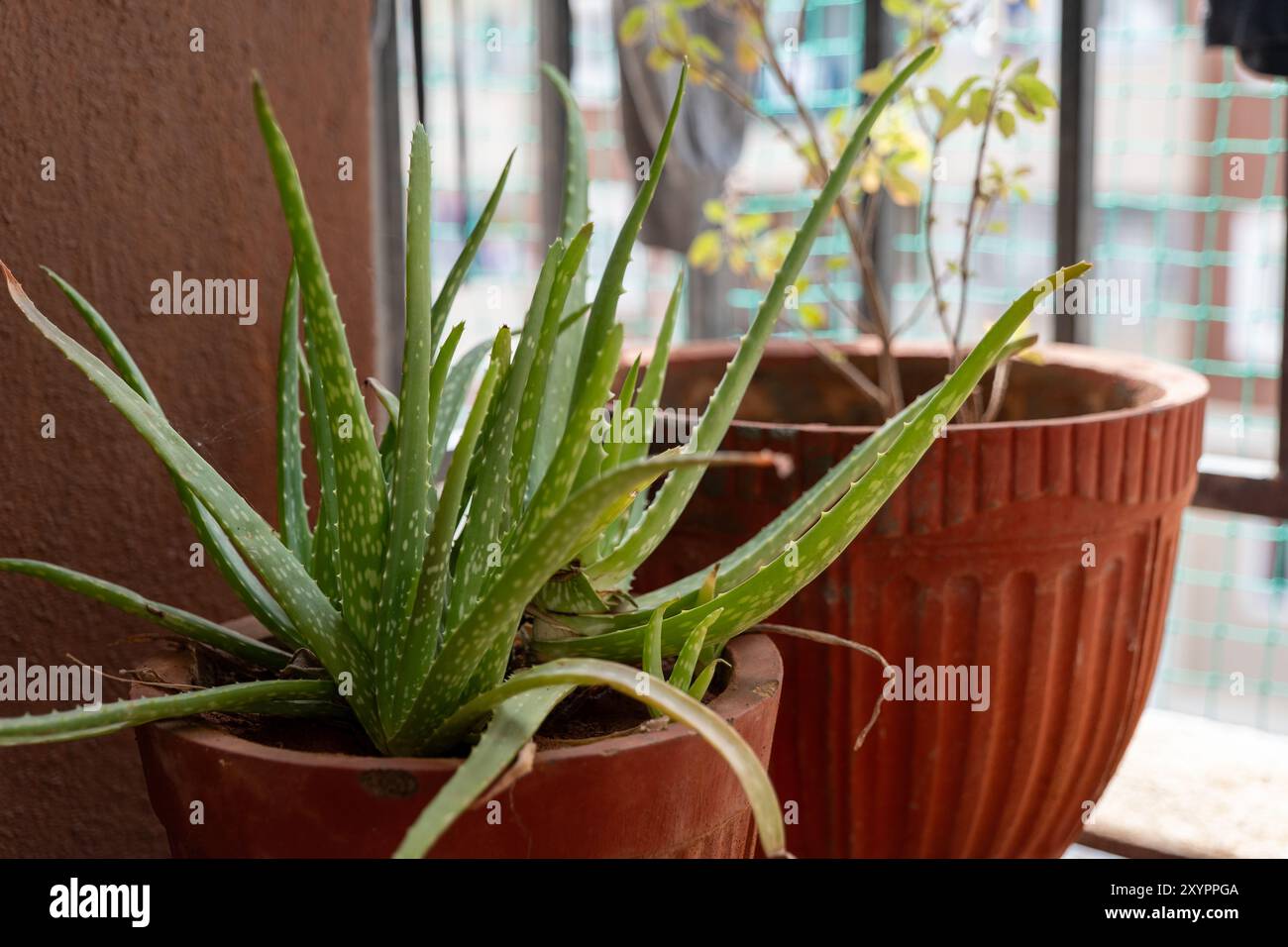 Lebendige Aloe Vera Pflanze blüht in einem Terrakotta Topf auf einem sonnigen Balkon. Stockfoto