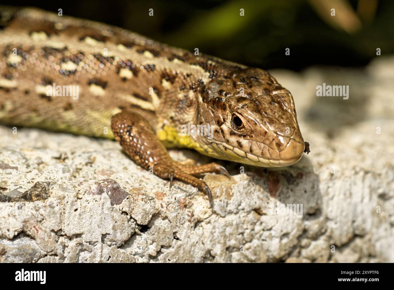 Sandeidechse im Garten Stockfoto