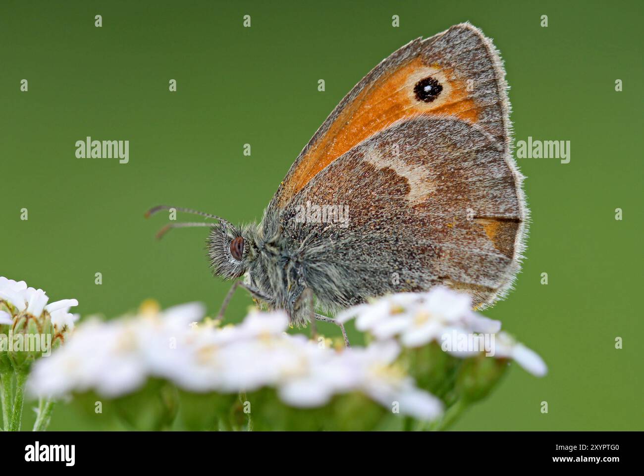 Schmetterling Stockfoto