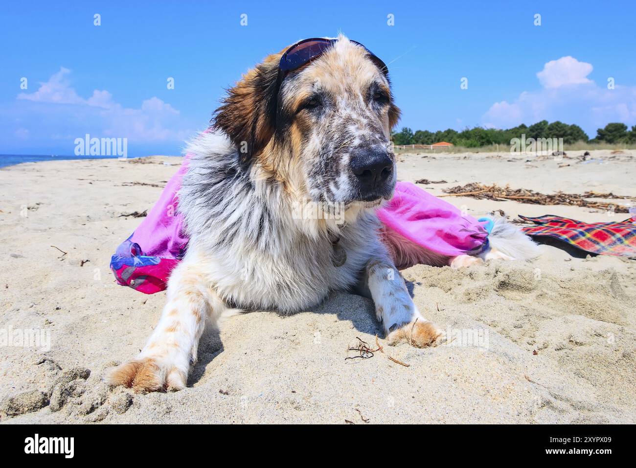 Portrait von Weiß, Braun und Schwarz große Rasse Hund in bunten rosa Kleidung und Sonnenbrille am Strand Stockfoto