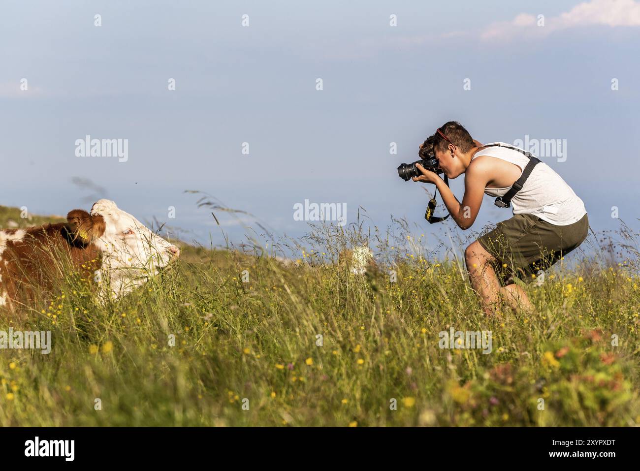 Schockl, Steiermark, Österreich, 07.07.2018: Junger Mann fotografiert eine Kuh in der Natur. Auf dem Schockl bei Graz in der Steiermark. Touristen- und Wanderdestina Stockfoto