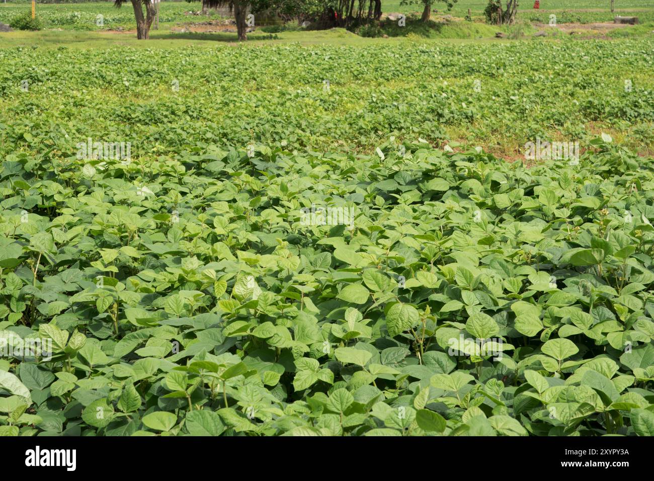 Üppiges Grünes Erntefeld Unter Offenem Himmel Stockfoto