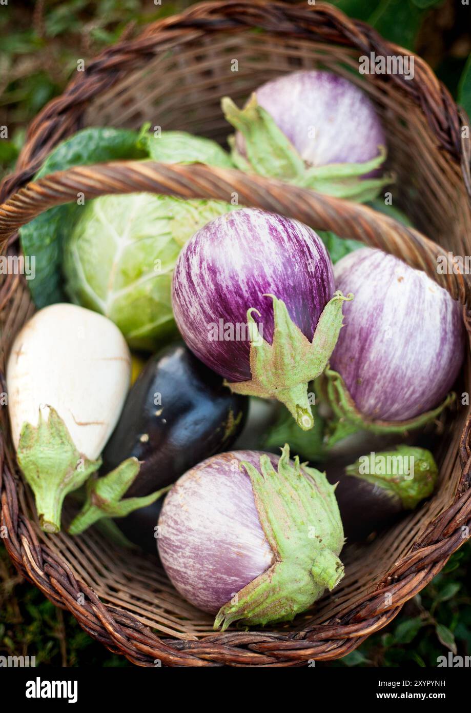 Ein Korb voller Auberginen und Grünkohl Stockfoto