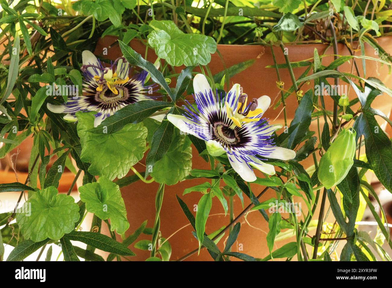 Ein Foto von einem blühenden Passionsblume passiflora Topfpflanzen auf eine Pflanze mit vielen grünen Blättern, eine drinnen Rebe Stockfoto