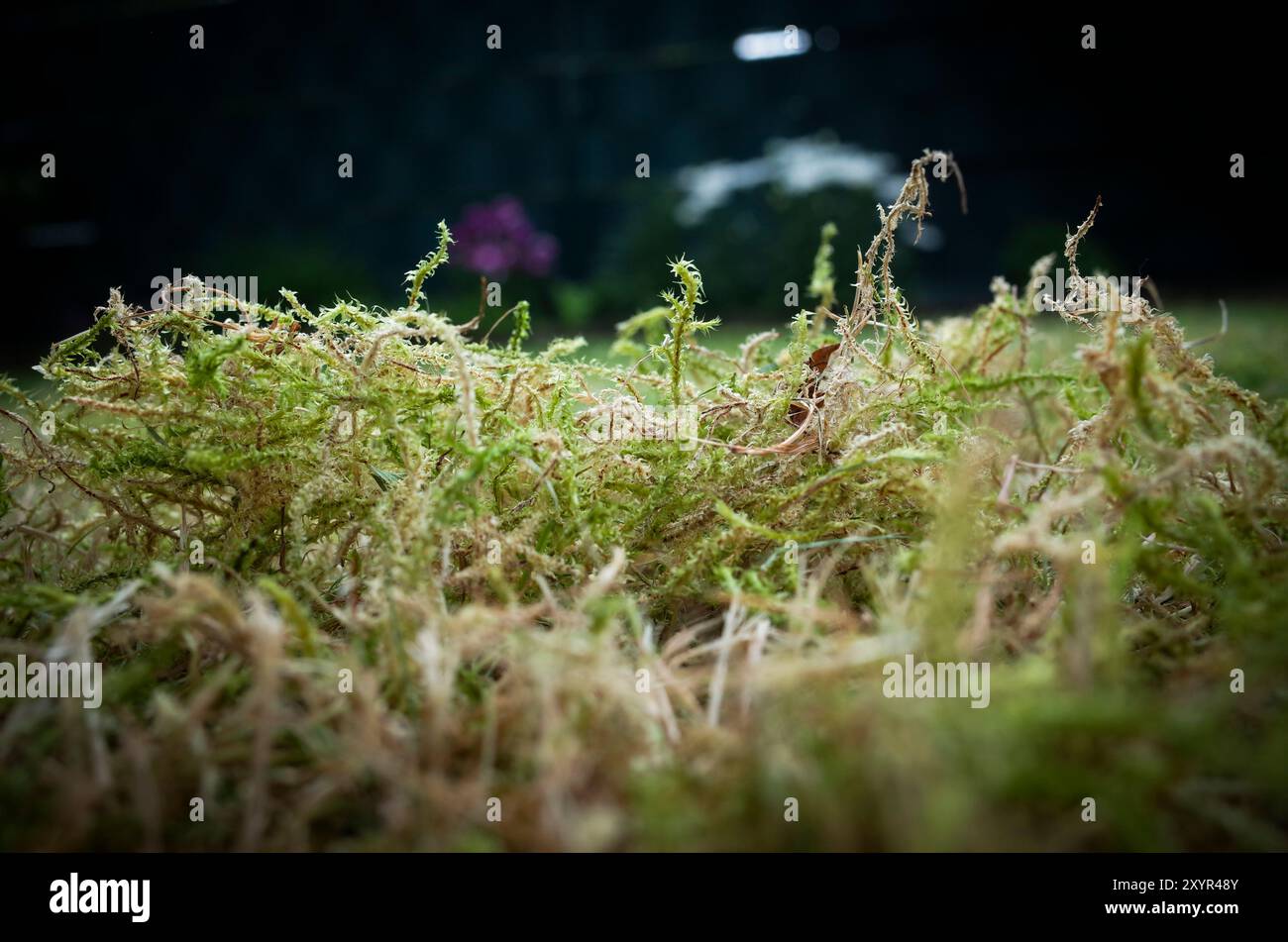 Vertikalisiertes Moos auf einer Wiese Stockfoto