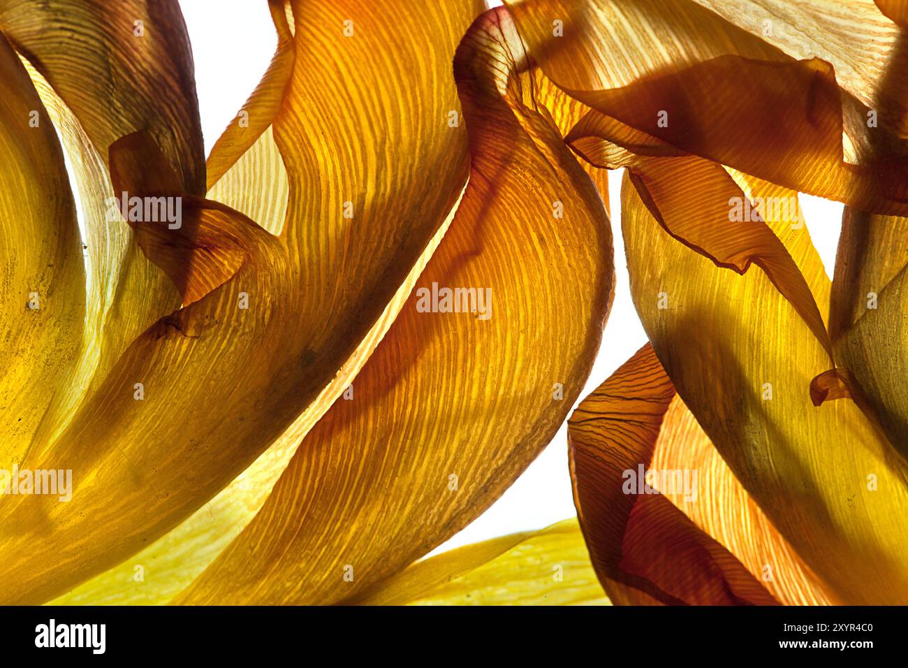 Verwelkte Blütenblätter einer Tulpe auf weißem Hintergrund Stockfoto