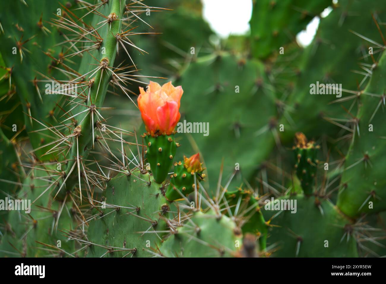 Eine Kaktuspflanze mit einer lebendigen Einzelblume, die die Schönheit der Wüstenflora in einer natürlichen Umgebung zeigt Stockfoto